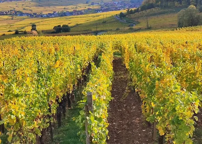 Appartement Le Repos D'osiris A - #alsace *